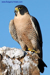 Hunting falcons to be shown in Plovdiv