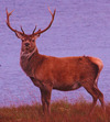 Bulgaria Top Destination for Hunting Red Deer  