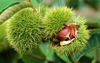 Festival of chestnuts in Petrich